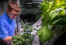 NASA宇航员第一次在外太空种植了一茬辣椒-社科在线