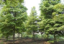 达尔文的指引：现代树木种植项目应遵循的方式-社科在线