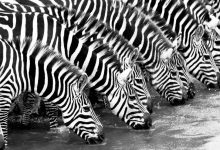 斑马到底是黑底白纹还是白底黑纹？-社科在线