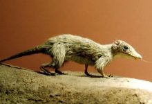 未来的能量块，也许是一杯甲醇-社科在线