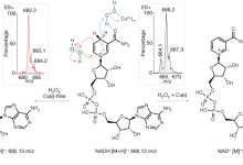 最新发现铜离子依赖的巨噬细胞激活过程-社科在线