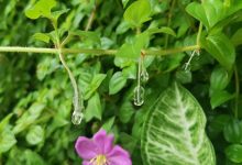 气生根黏液藏“心机”，微生物固氮控病有新招-社科在线