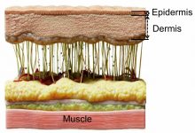 新“皮肤”可镇住金属电极表面“乱象”-社科在线