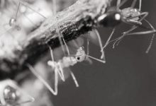 黄疯蚁有两套DNA-社科在线