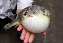 河豚会被“河豚毒素”毒死吗-社科在线