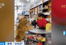 宠物博主1条视频赚几十万！“它经济”火了，我国近一半犬猫饲养者是90后-社科在线