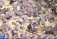 海星入侵致贝类养殖户损失上百万！网友调侃吃光它，专家：不要吃太多-社科在线