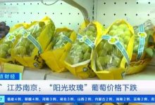 百元高端水果降至每斤10元！阳光玫瑰葡萄价格暴跌，网友：这个价格可以接受-社科在线