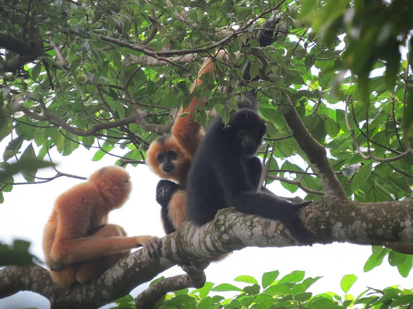 中国南方喀斯特“生物宝库”的发现和守护者-社科在线