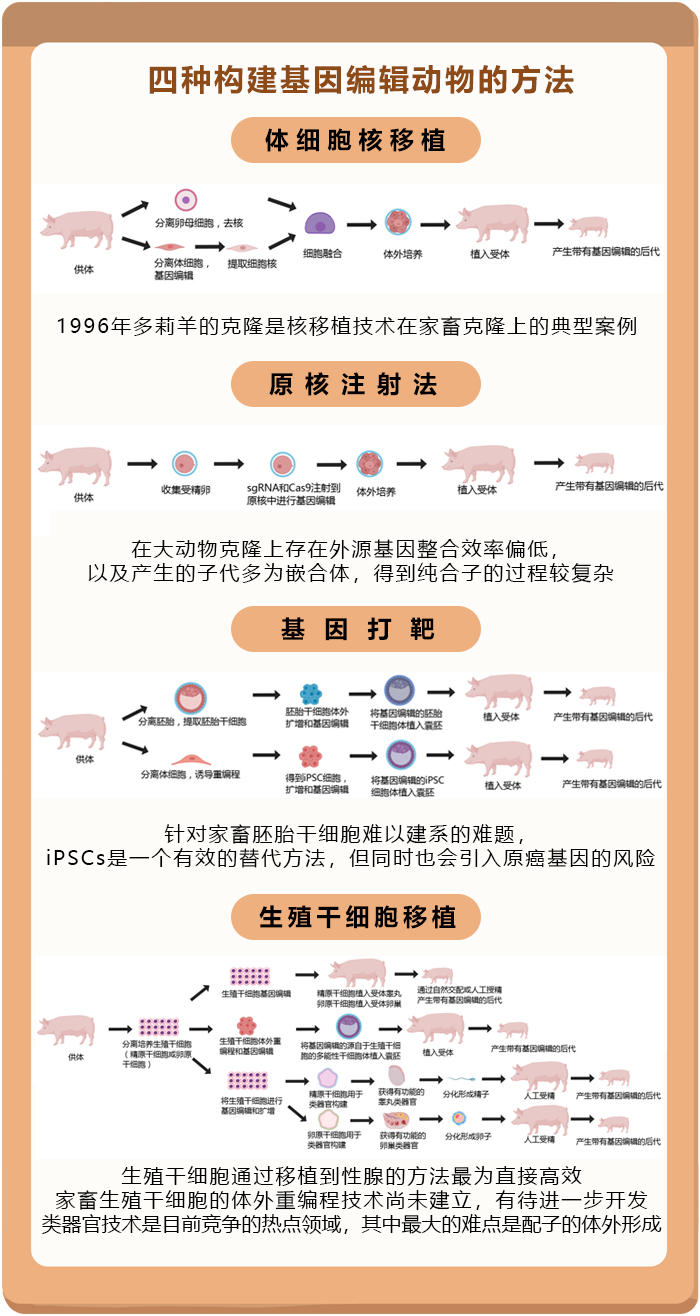 生殖干细胞：构建基因编辑家畜的“利器”-社科在线