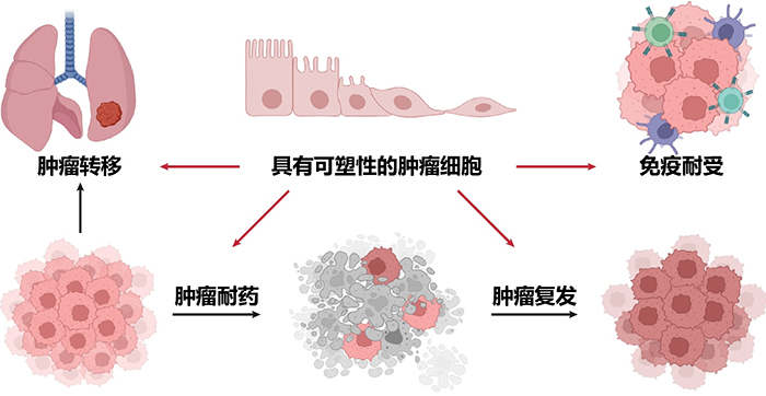 肿瘤为啥这样“狡猾”？-社科在线