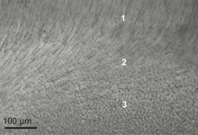 海洋中的神秘生物，掌握了超越人类的光纤技术-社科在线
