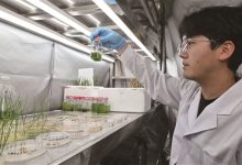 污水变资源 微藻“显神通”-社科在线