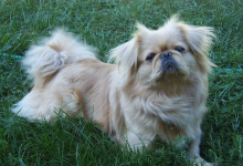 猫和狗长得越来越像，这是人类犯下的错误-社科在线