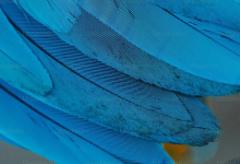 科学家想让鸡长出恐龙的毛，长了一半被鸡拒绝了-社科在线