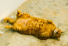 长期食用这类食物，他们再也感受不到吃饭的快乐-社科在线