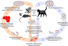 5分钟就能“斩首”人类精子，这种藏在猫砂中的寄生虫可能已感染全球一半人口-社科在线