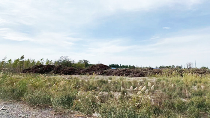 葡萄叶里寻“宝藏”-社科在线