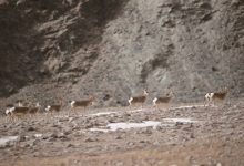 冬日哈尔腾：“高原精灵”的隐秘乐园-社科在线