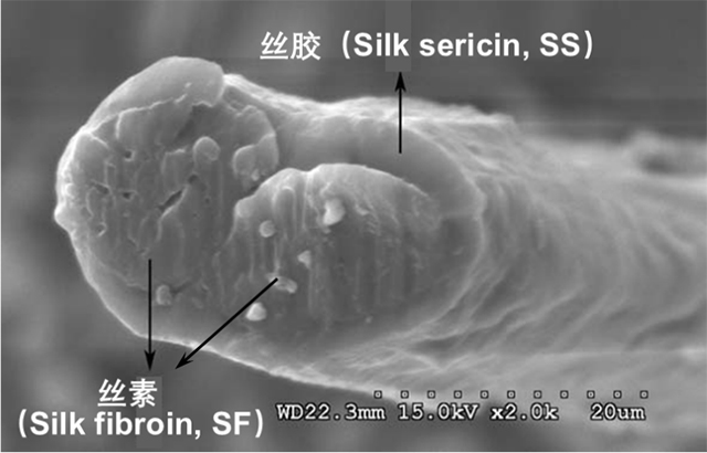 蚕丝蛋白：未来生物医学材料“优等生”-社科在线