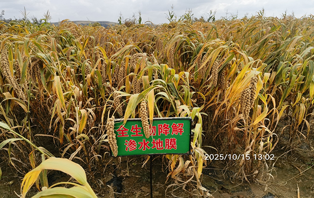 厚度仅有0.006毫米，我国研制出超薄型全生物降解渗水地膜-社科在线