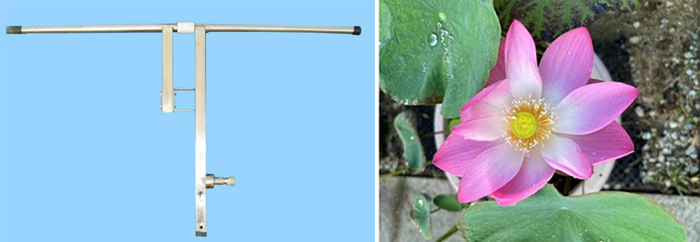 天线与花之“神似”-社科在线