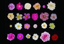 破译“花中皇后”多彩密码-社科在线