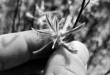 “灭绝”60年植物突然现身-社科在线