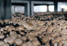 给菌菇装上“智慧大脑”  ——浙江荣登科技深耕环控装备，赋能菌菇产业-社科在线